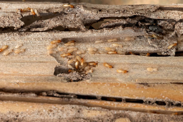 Best Pest Inspection Near Me  in Norristown, PA